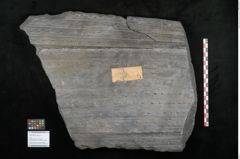 Foto (Objekt + Etikett) von Sigillaria remiformis Brongniart (NHMW-GEO-2024-0188-11231)